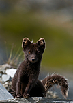 BB 11 0136 / Vulpes lagopus / Fjellrev